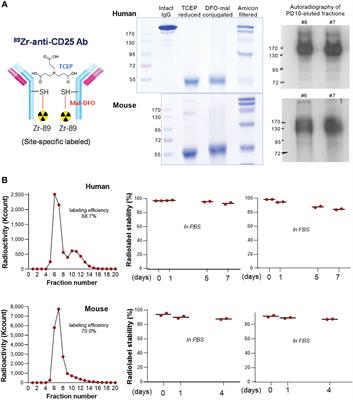 Frontiers | Cysteine-specific 89Zr-labeled anti-CD25 IgG allows 